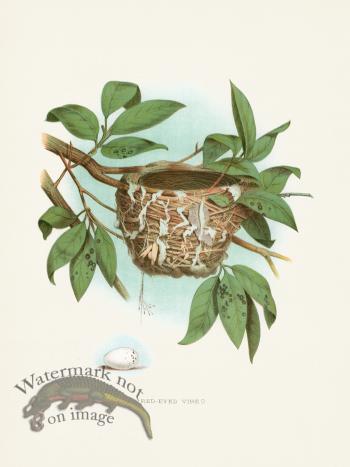 Thomas Gentry Bird 47